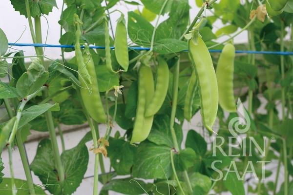 Reinsaat – Zuckererbse Gigante Svizzero (Schweizer Riesen) (Pisum sativum L. convar. axiphium)