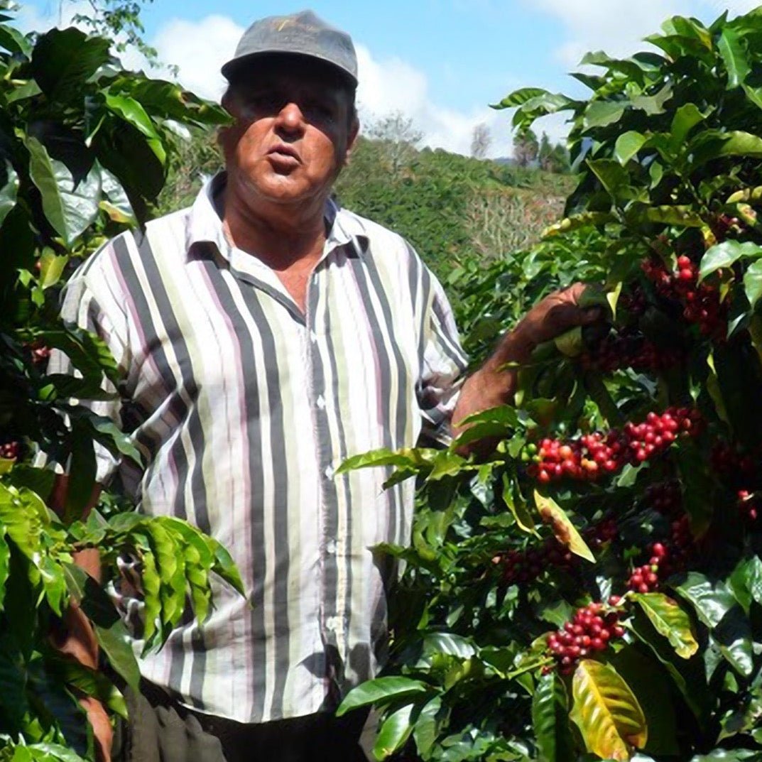 ’Costa Rica San Cristobal【COE#29】