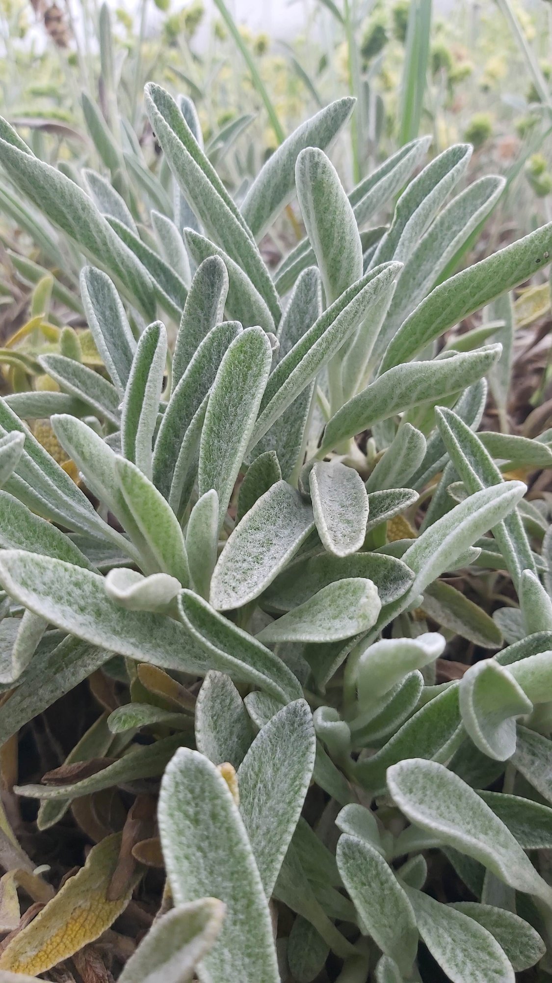 Reinsaat – Bulgarischer Bergtee (Sideritis scardica)