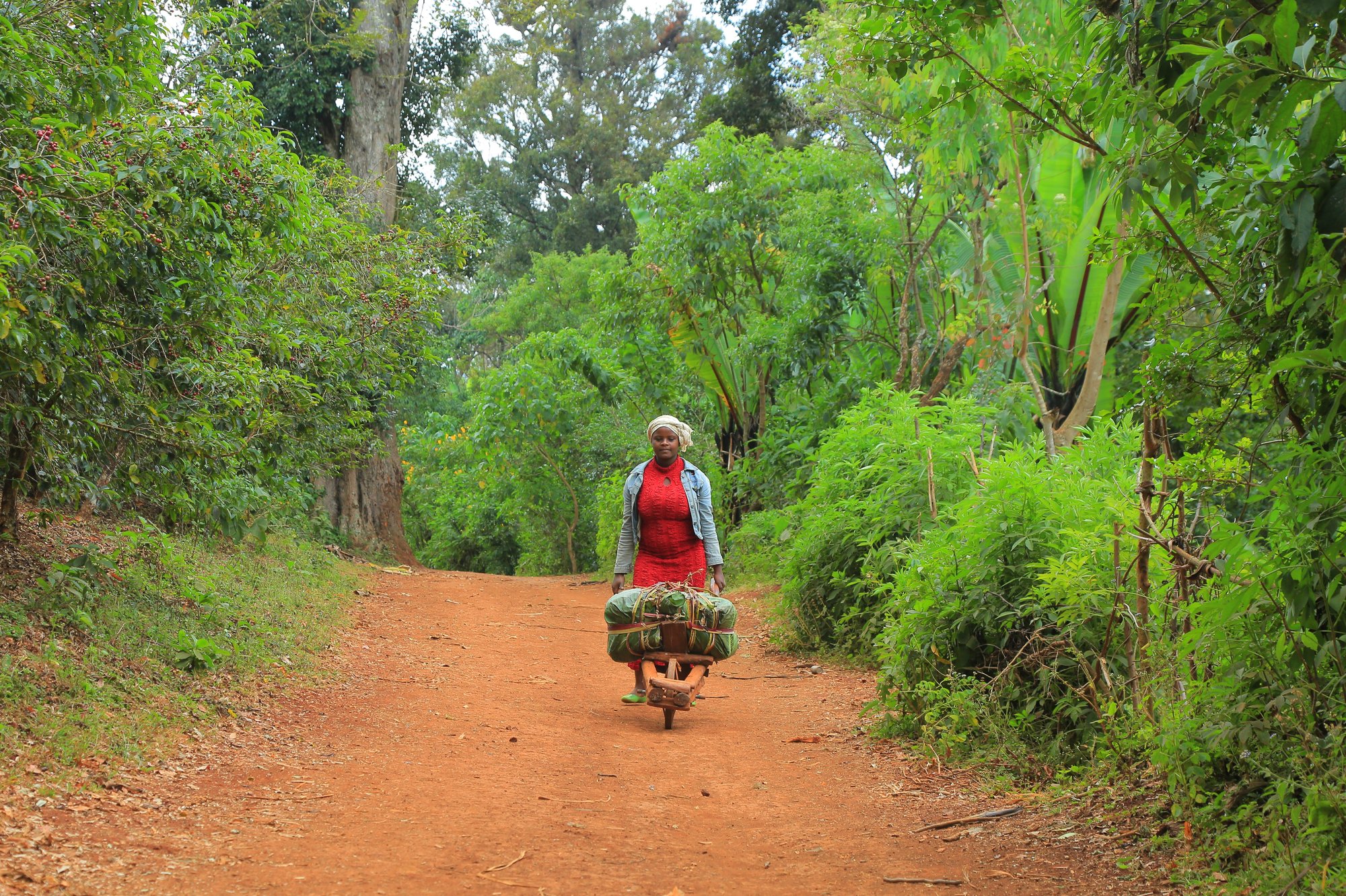Ethiopia Lalesa Natural