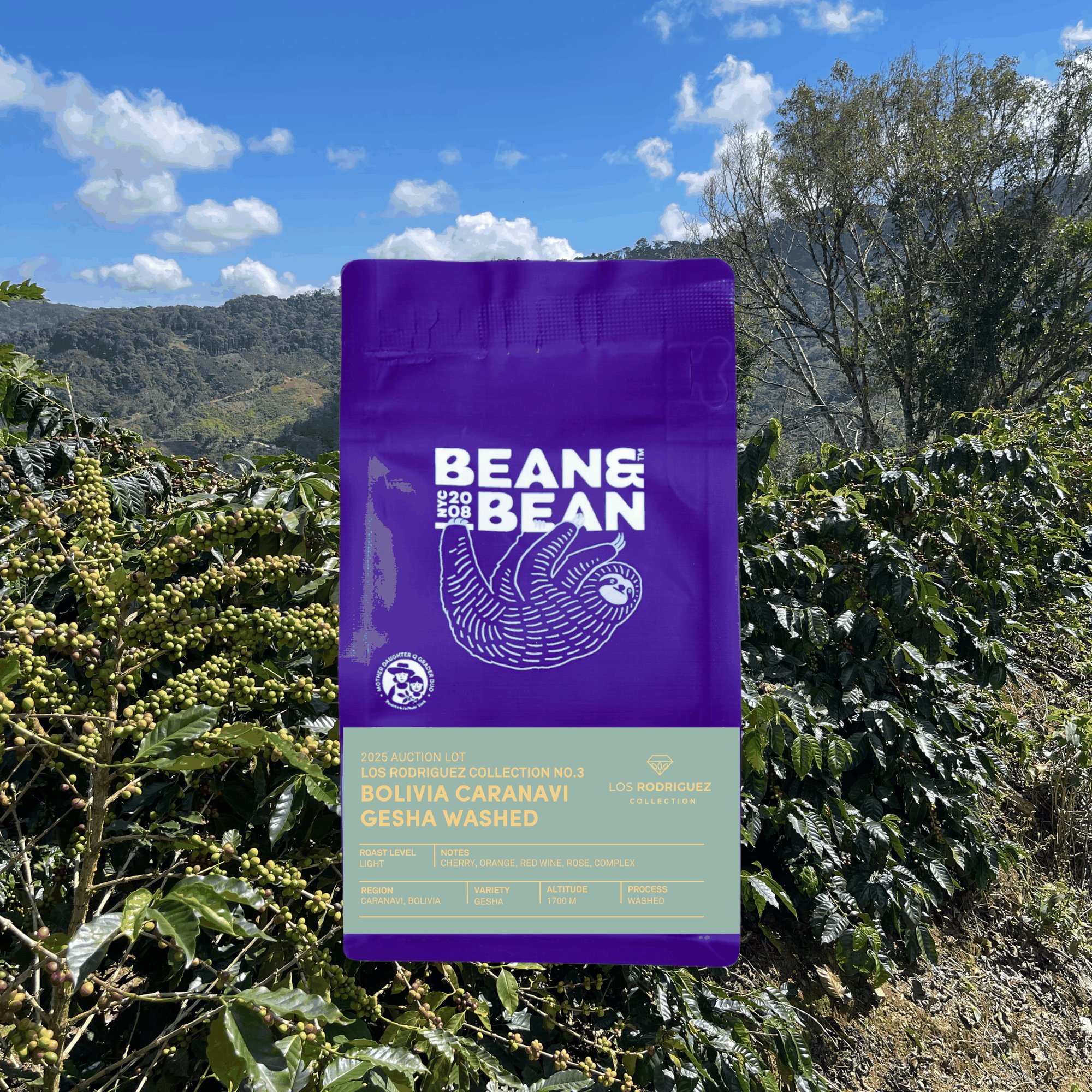 Ultra Light - Los Rodriguez Collection No.3 Auction Lot - Bolivia Caranavi Gesha Washed Mosto