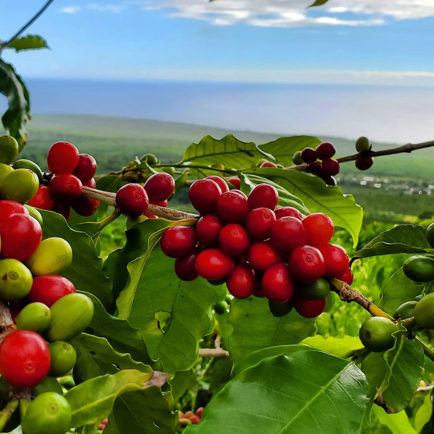 Kona Lactic Natural - Black Rock Farm