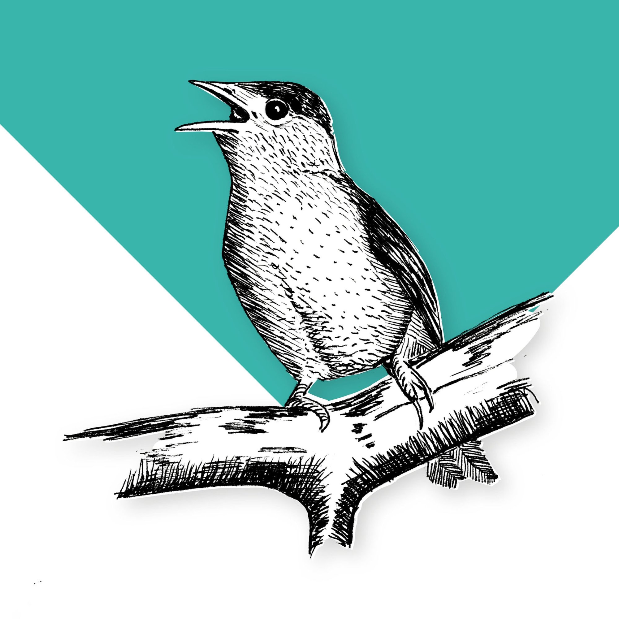 Blackcap