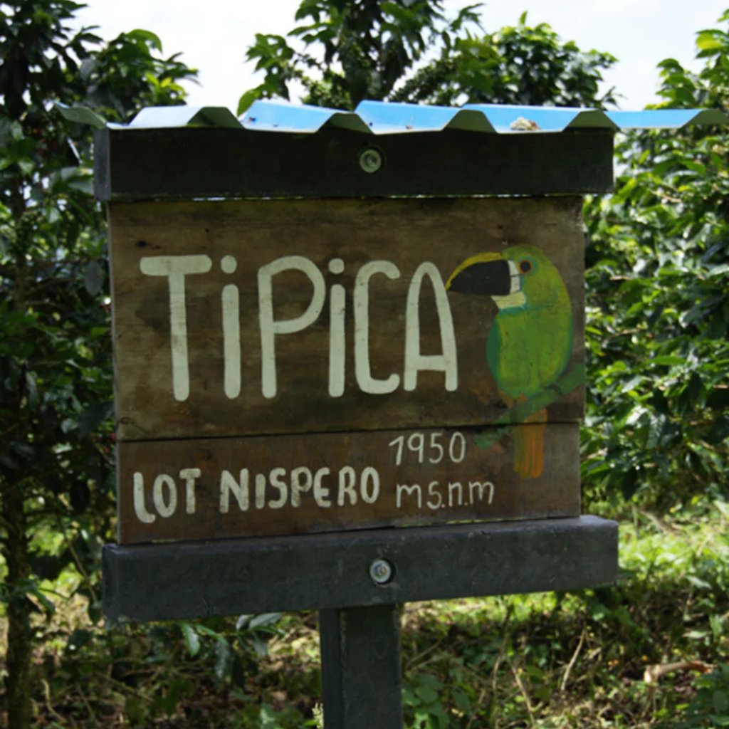 Colombia Los Nogales Typica Origin