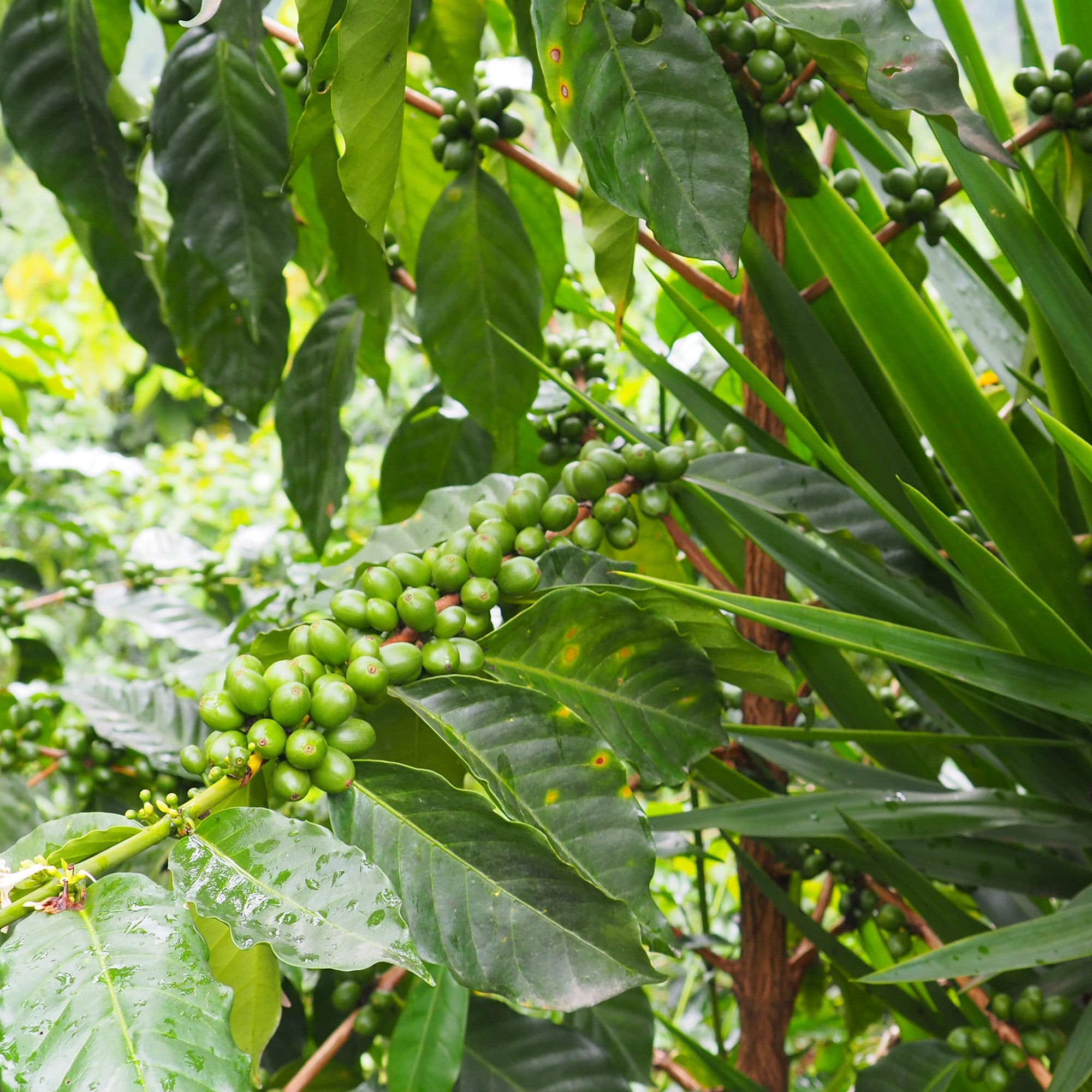 Santa Rosa - Café du Guatemala BIO