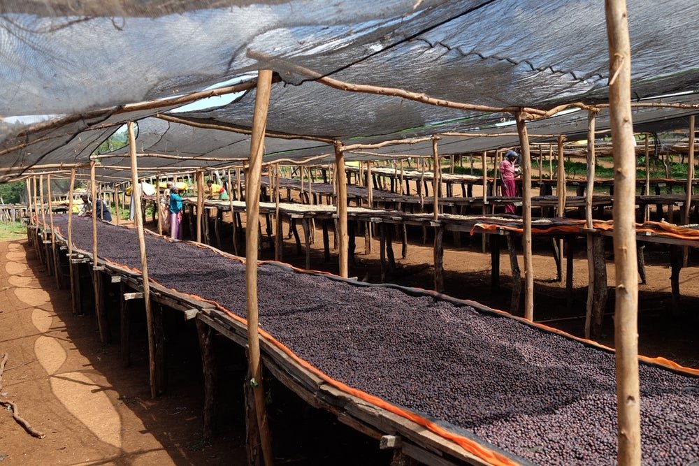 Ethiopia Dawit Dagiso Filter