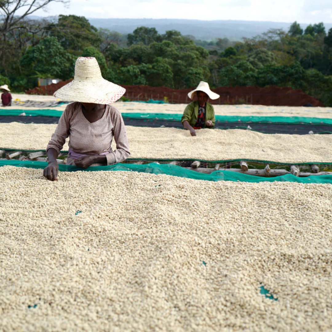Ethiopia Banko Taratu Washed