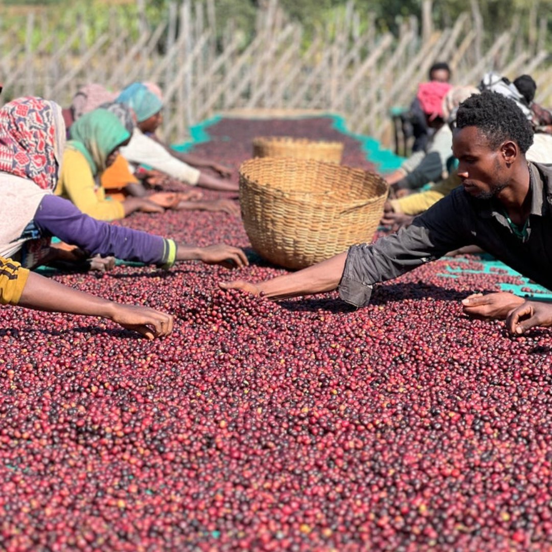 Ethiopia Buku Harufa Single Village Natural