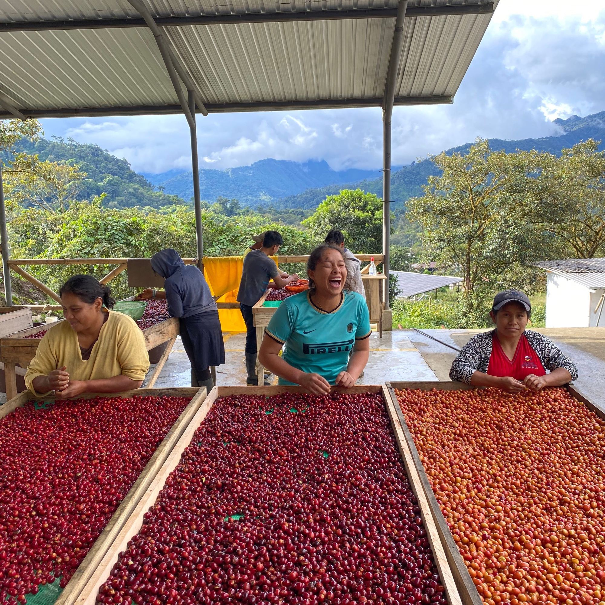 ’Ecuador Amazalia Typica Lot#1
