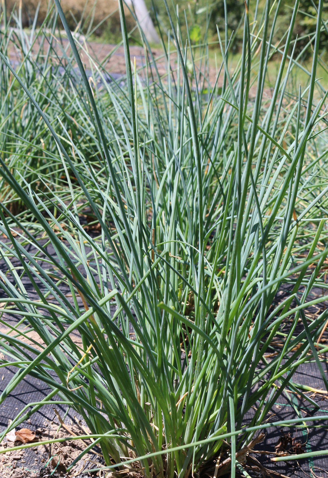 Reinsaat – Schnittlauch (Allium schoenoprasum)