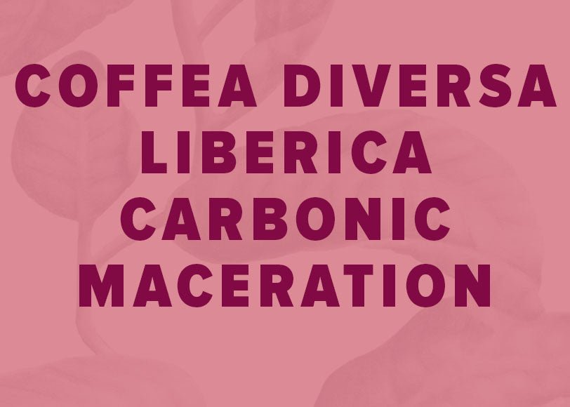 Coffea Diversa Liberica Carbonic Maceration