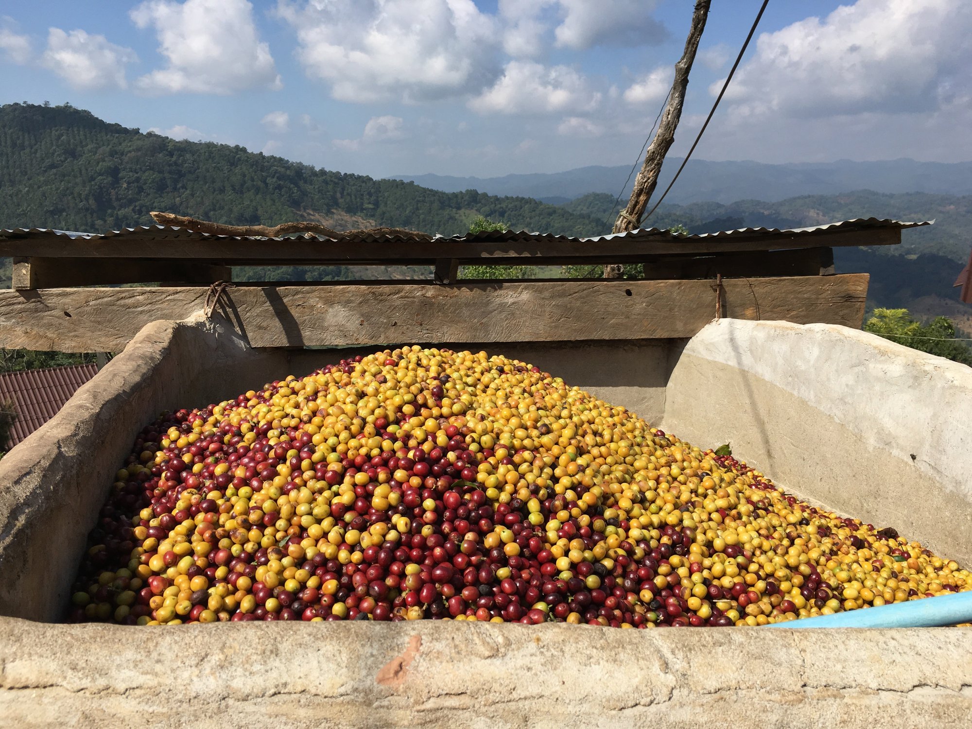 Aged Thailand Mae Jan Tai 2015