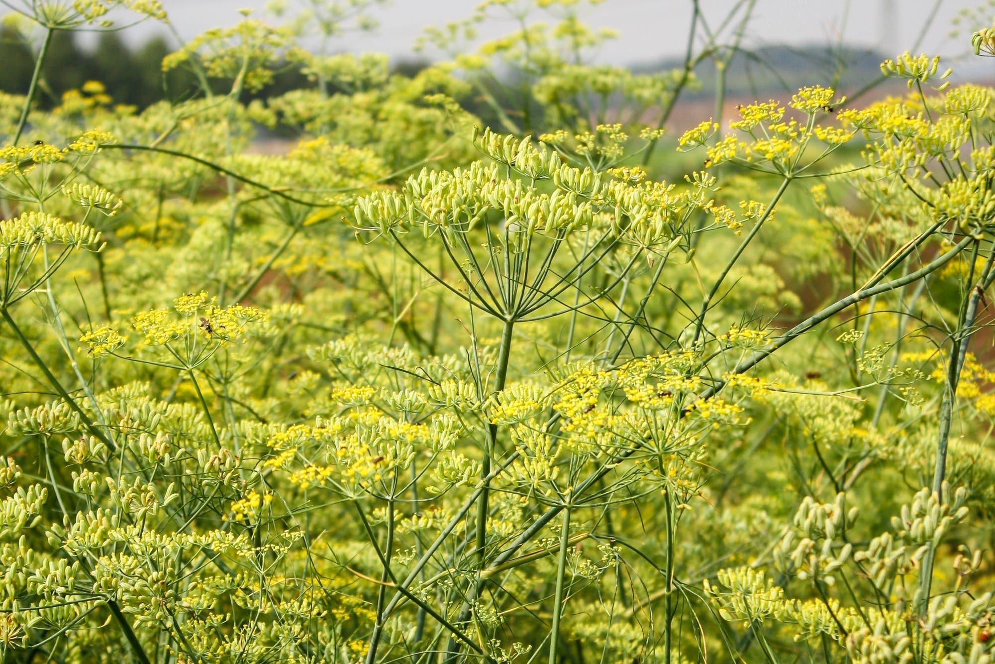 Reinsaat – Gewürzfenchel (Foeniculum vulgare)