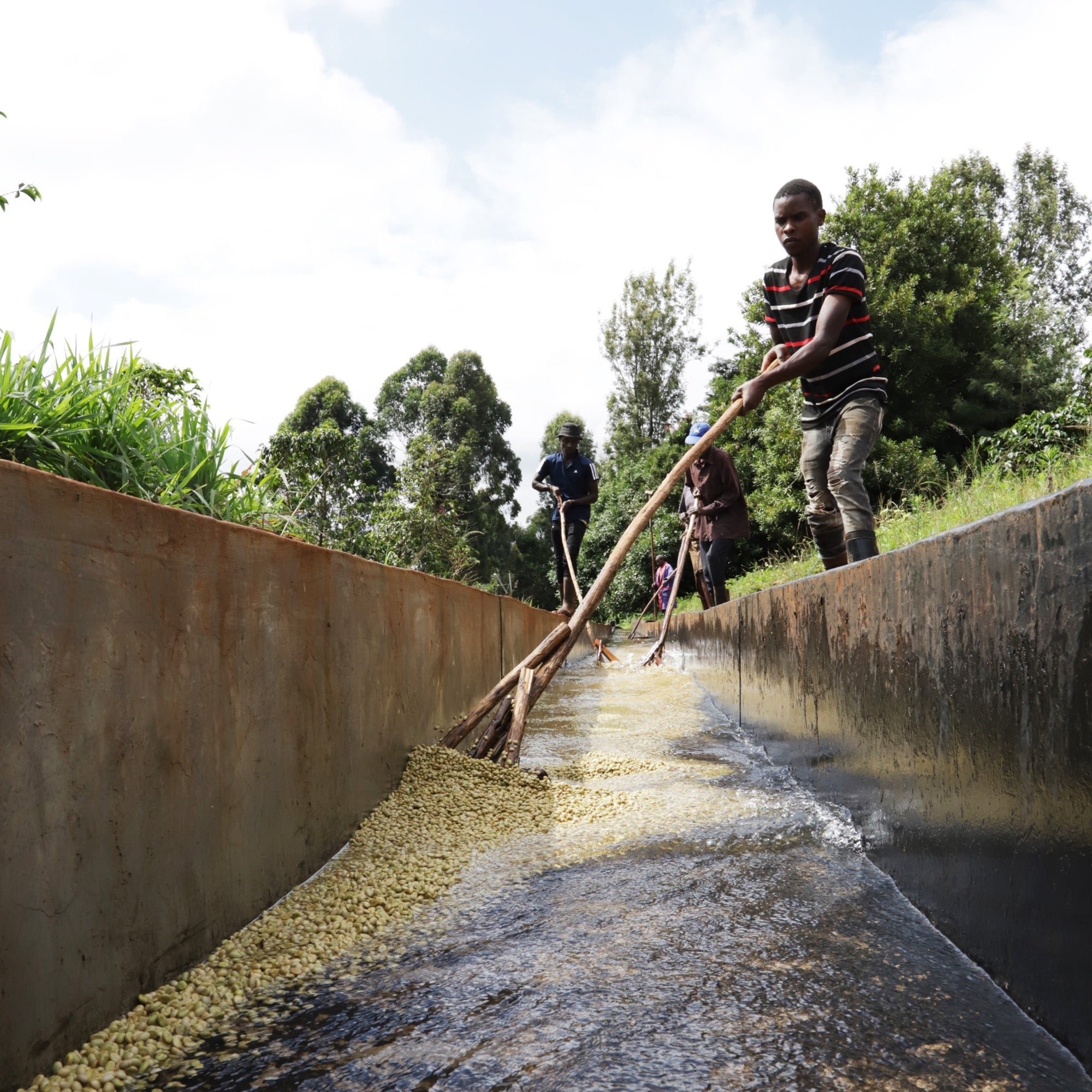 ’Kenya Nyeri Maganjo AA