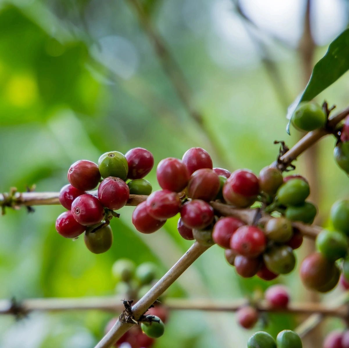 Rwanda Ruronzi Farm