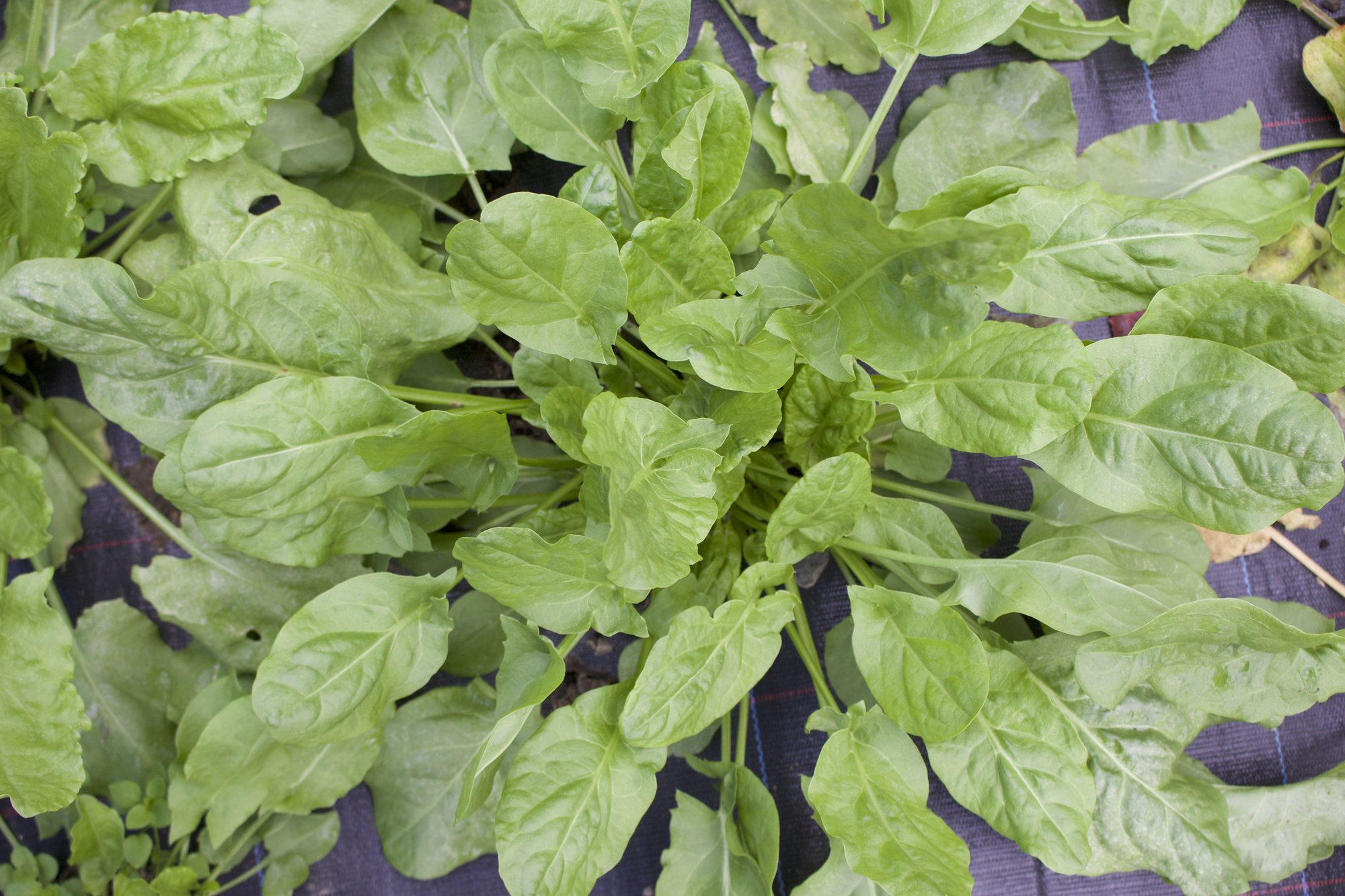 Reinsaat – Sauerampfer (Rumex acetosa)