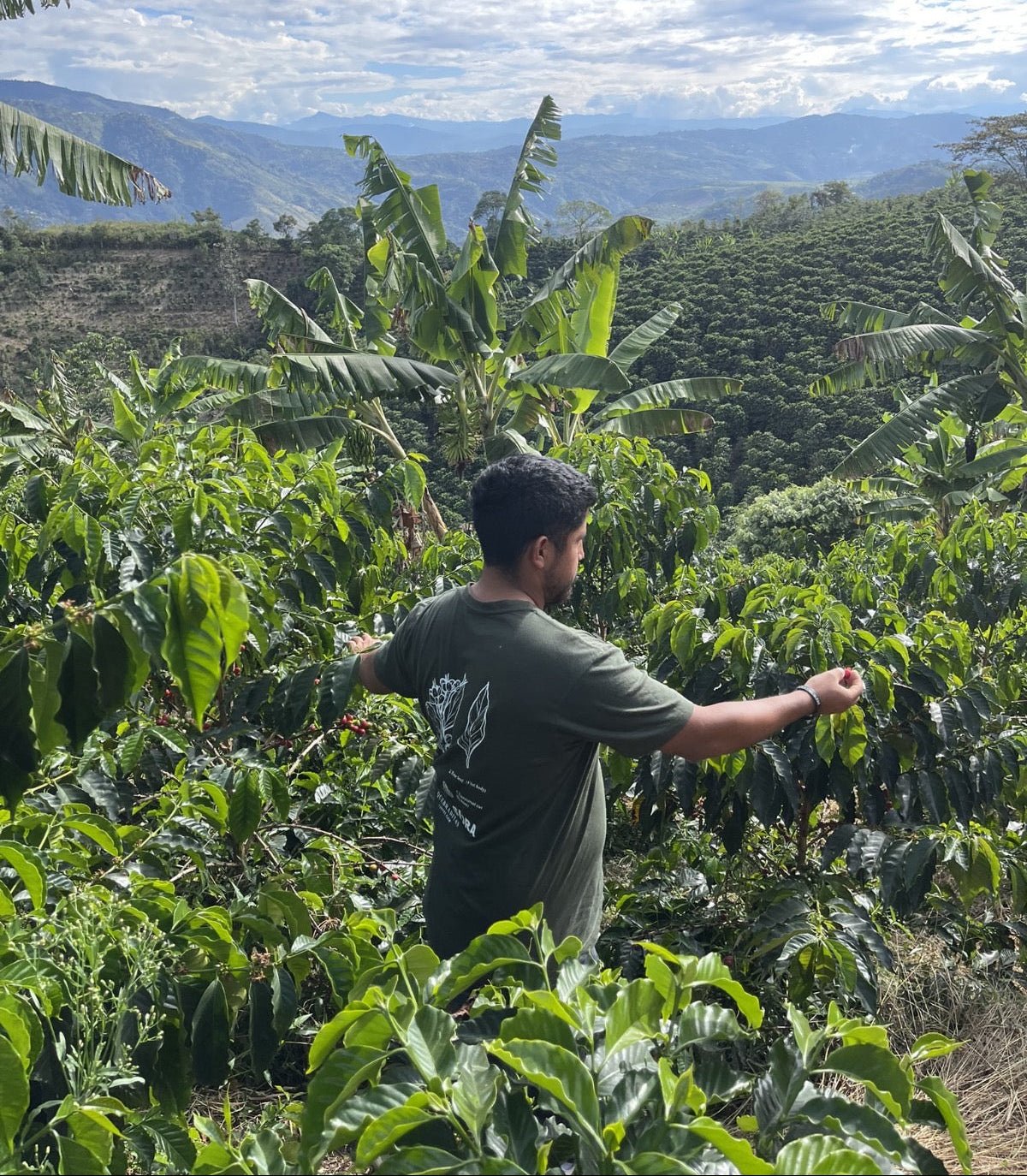 Colombia Edinson Argote Peach Melba GREEN