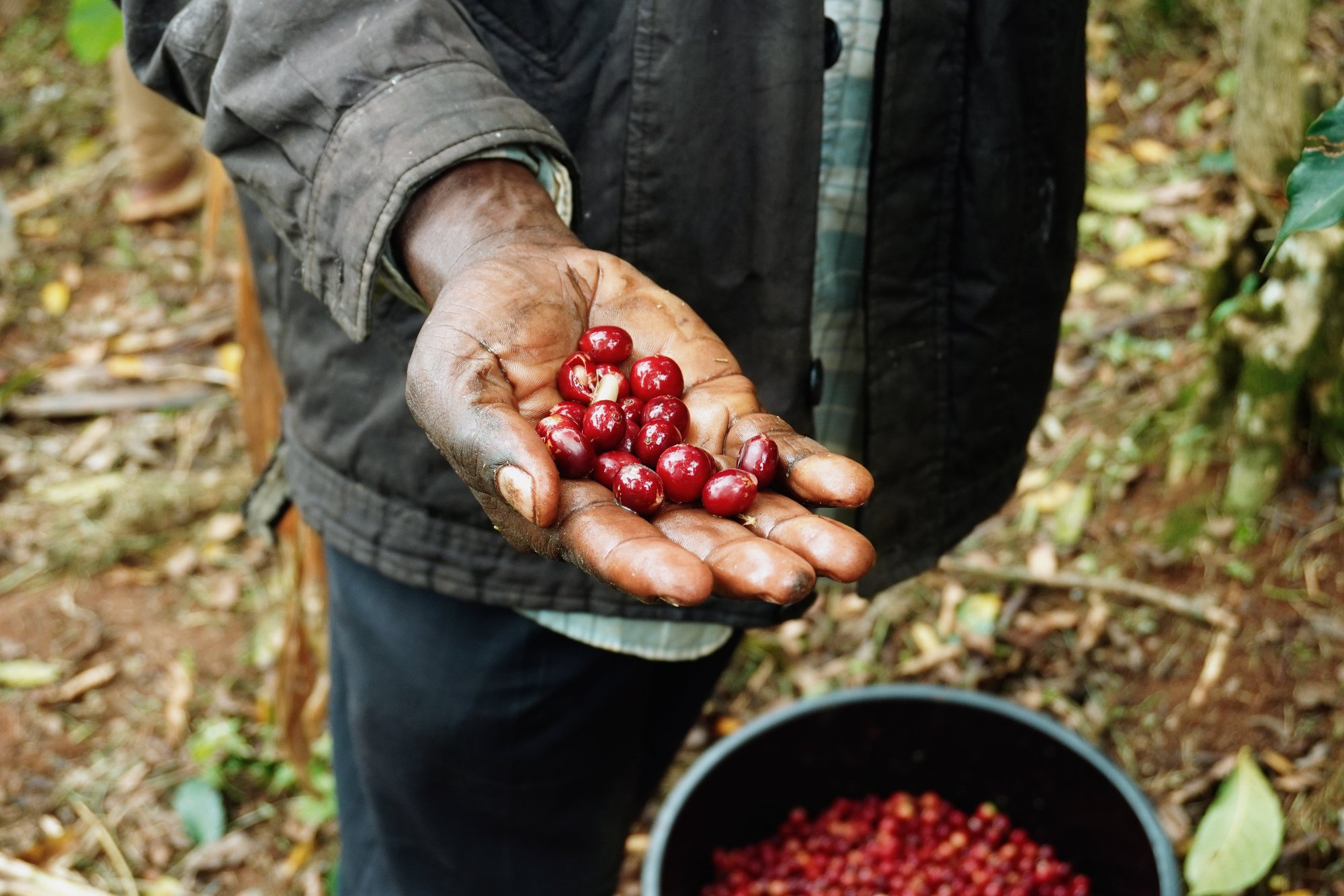 'Misfits' Uganda Drugar Natural GREEN
