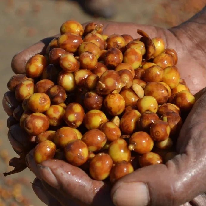 ’Brazil Fazenda Guariroba CMH