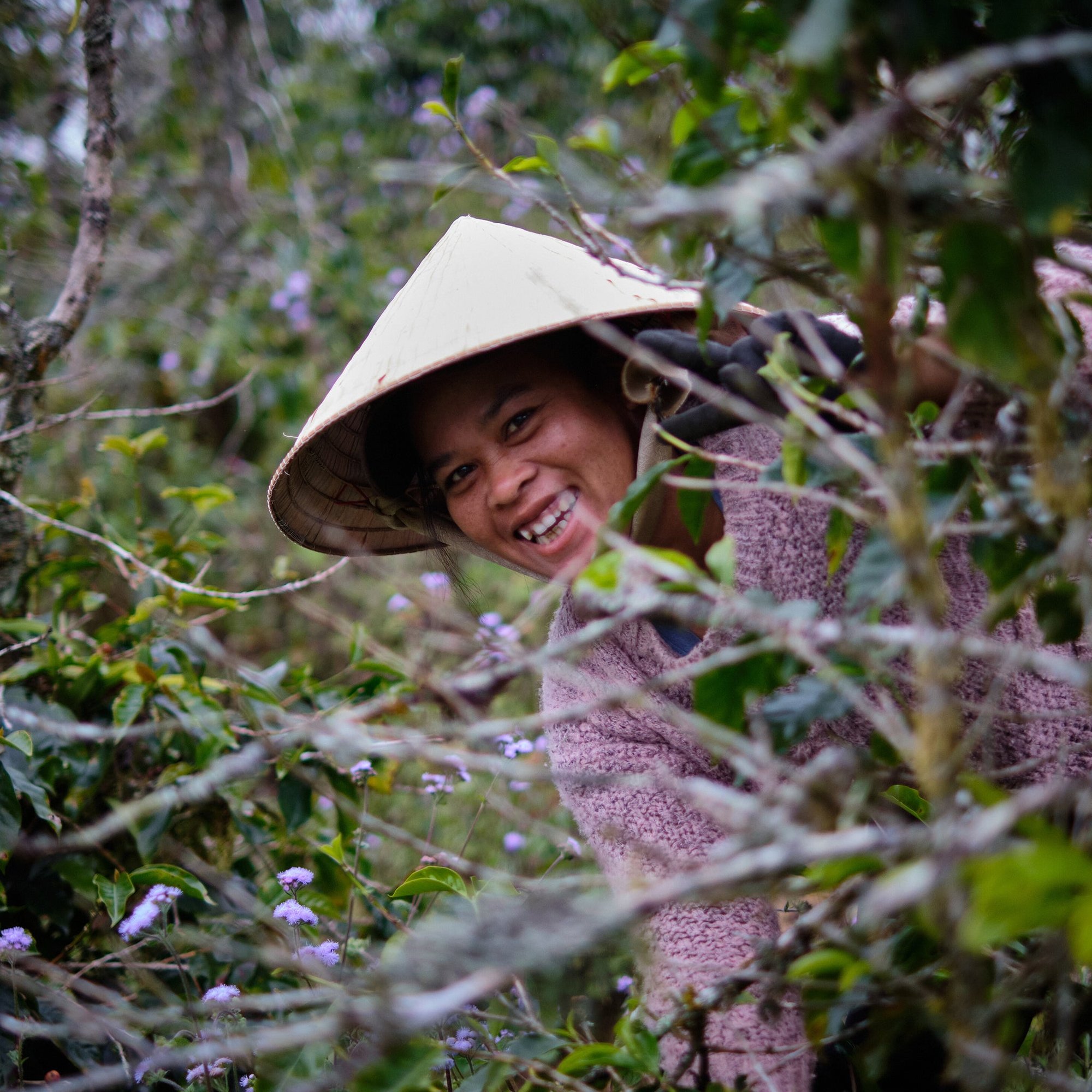 Hoàng Hôn - Café de Vietnam