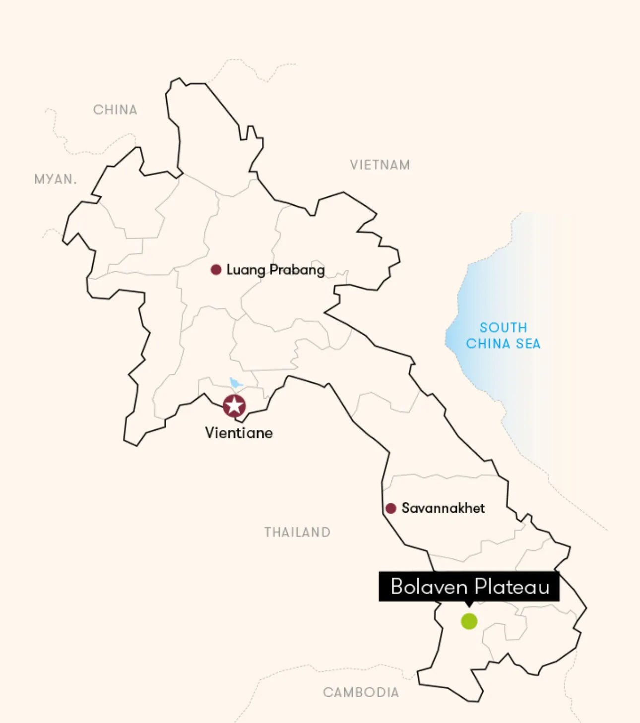 Laos Bolavan Geisha