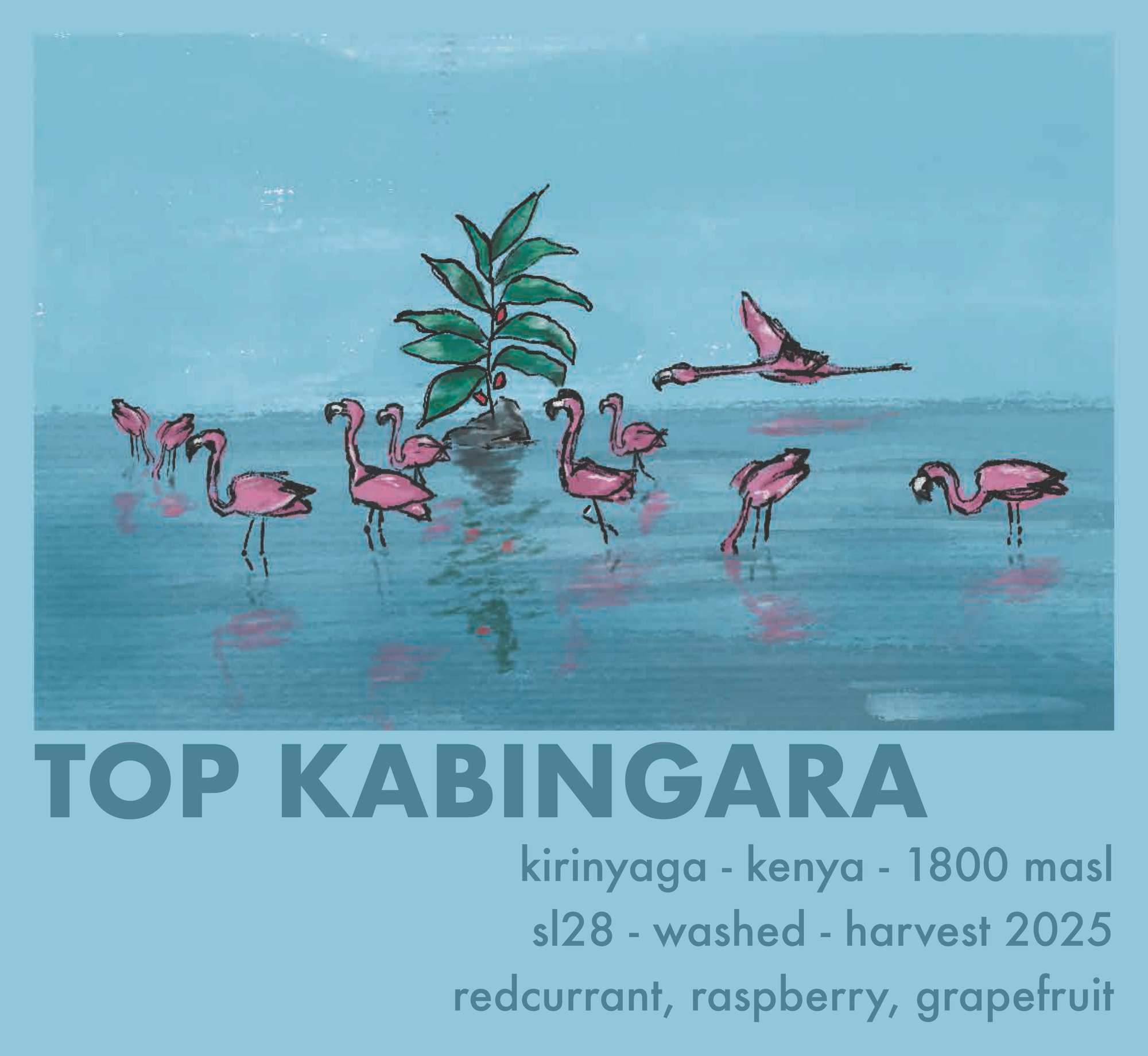 Top Kabingara