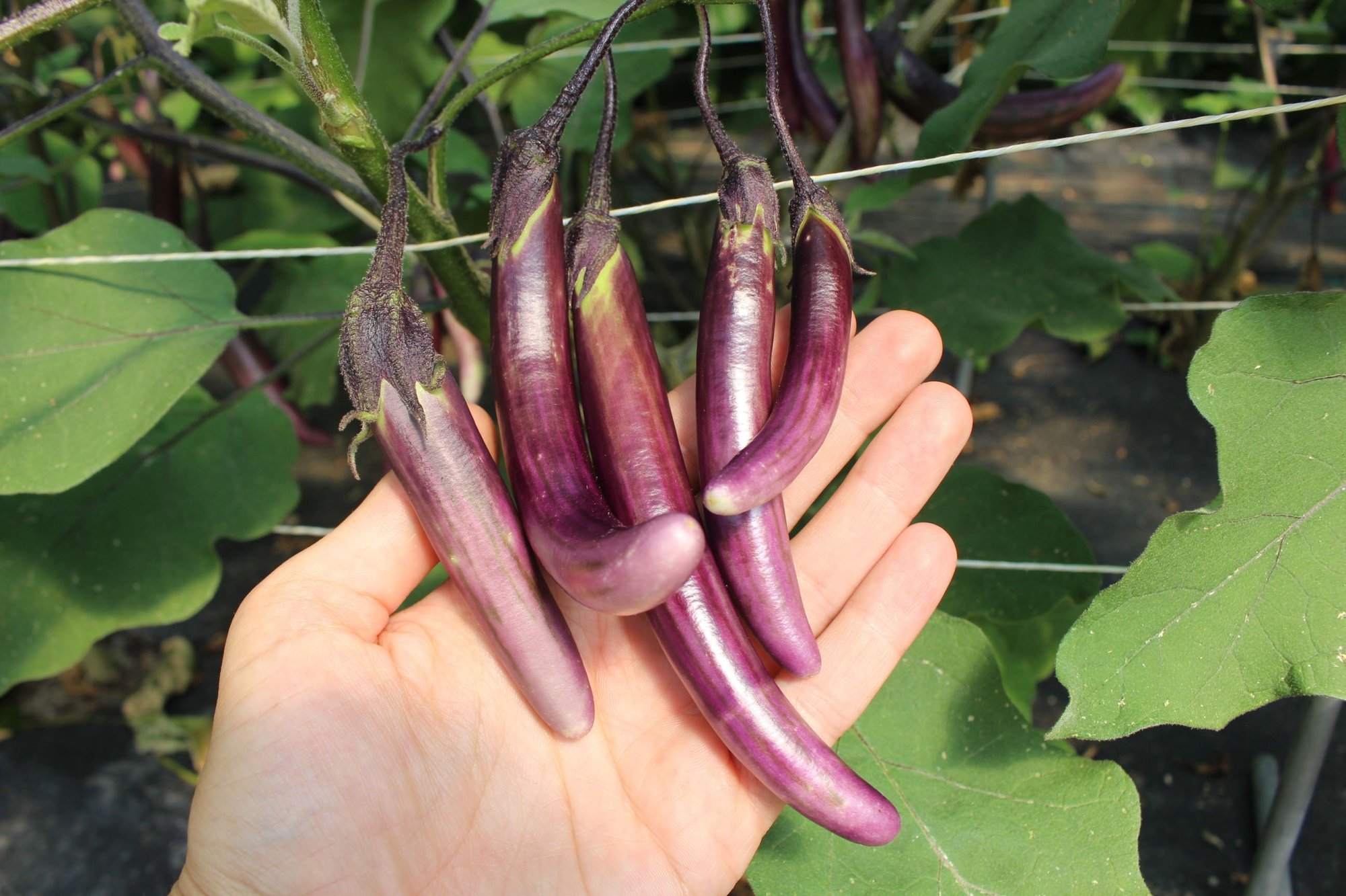 Reinsaat – Mini-Aubergine Little Brinjal (Solanum melongena)