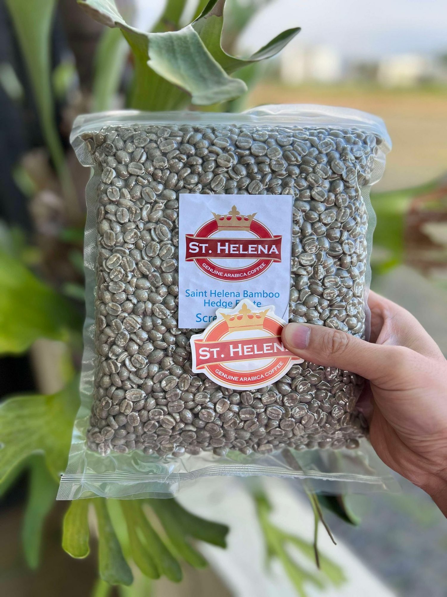 Saint Helena Bamboo Hedge Estate 18+ Washed