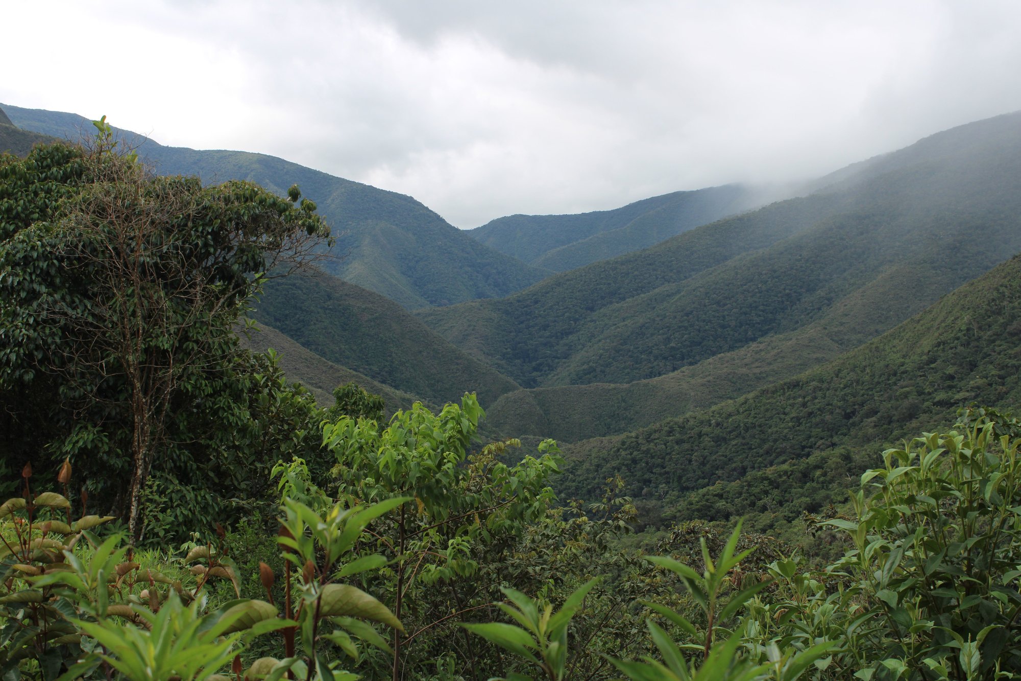 Gabino Apaza Verónica - Finca Paccayniyoc