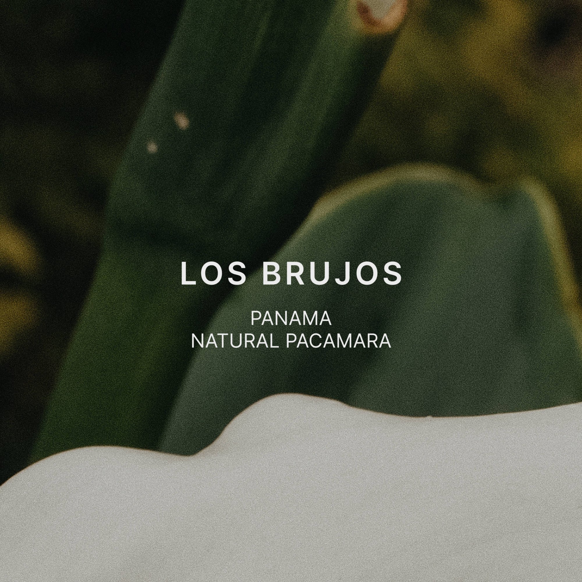 LOS BRUJOS