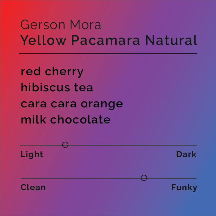 Gerson Mora - Yellow Pacamara Natural