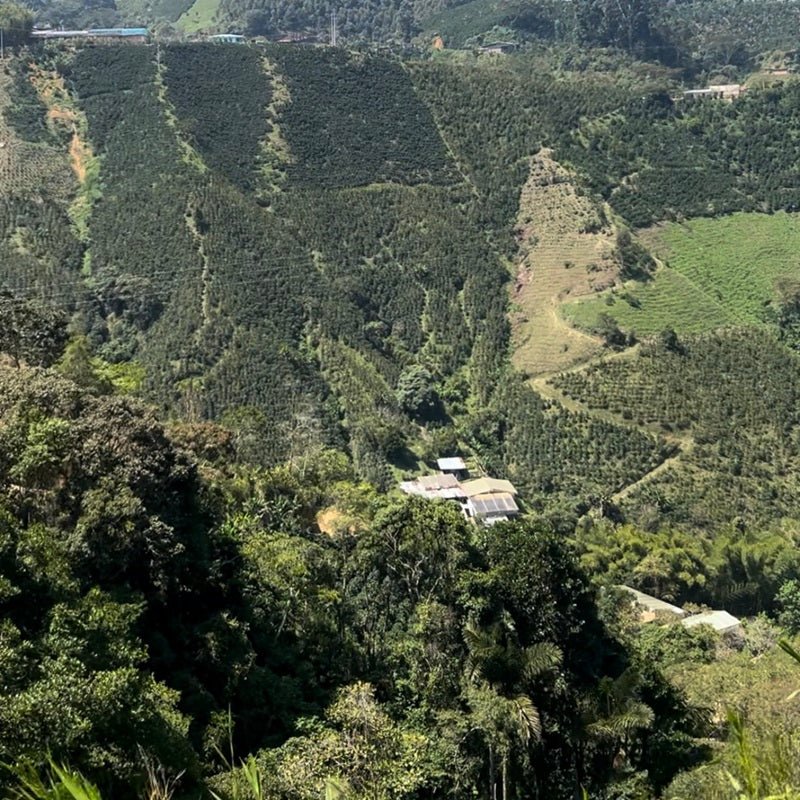 Colombia Finca Resinas Pink Borbon Creation FILTER