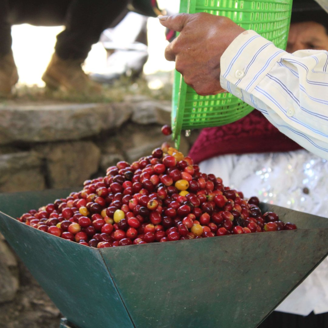 Peru Andes Perdido Por Los Flores Geisha Espresso
