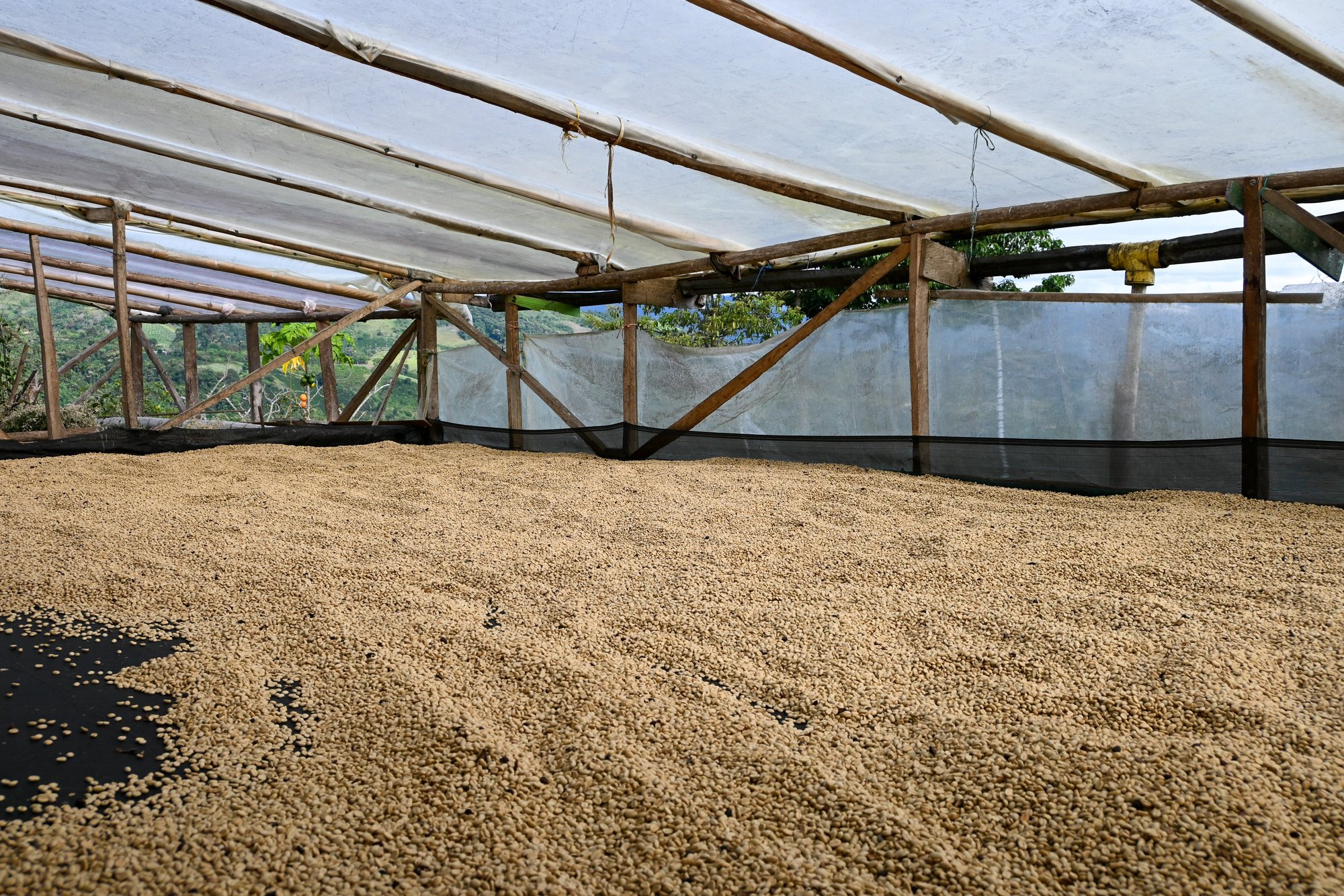 Colombia Decaf de Cana ESPRESSO