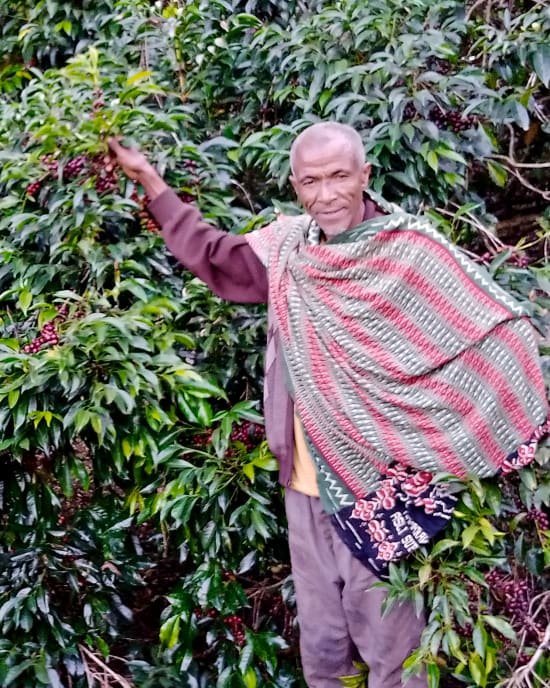 Ethiopia Ocholo Bedecho Washed FILTER