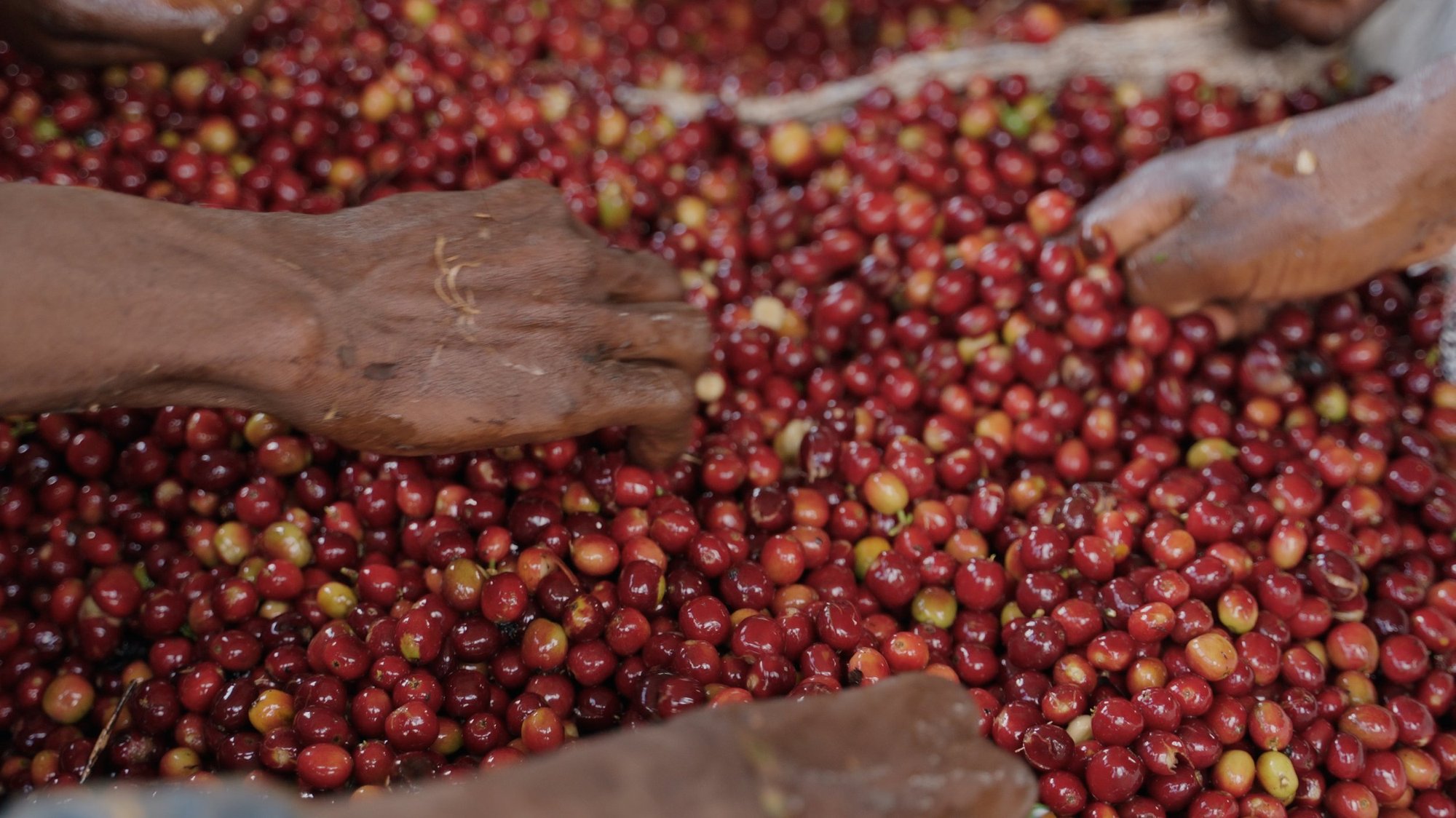 Yabitu Koba (natural), Ethiopia