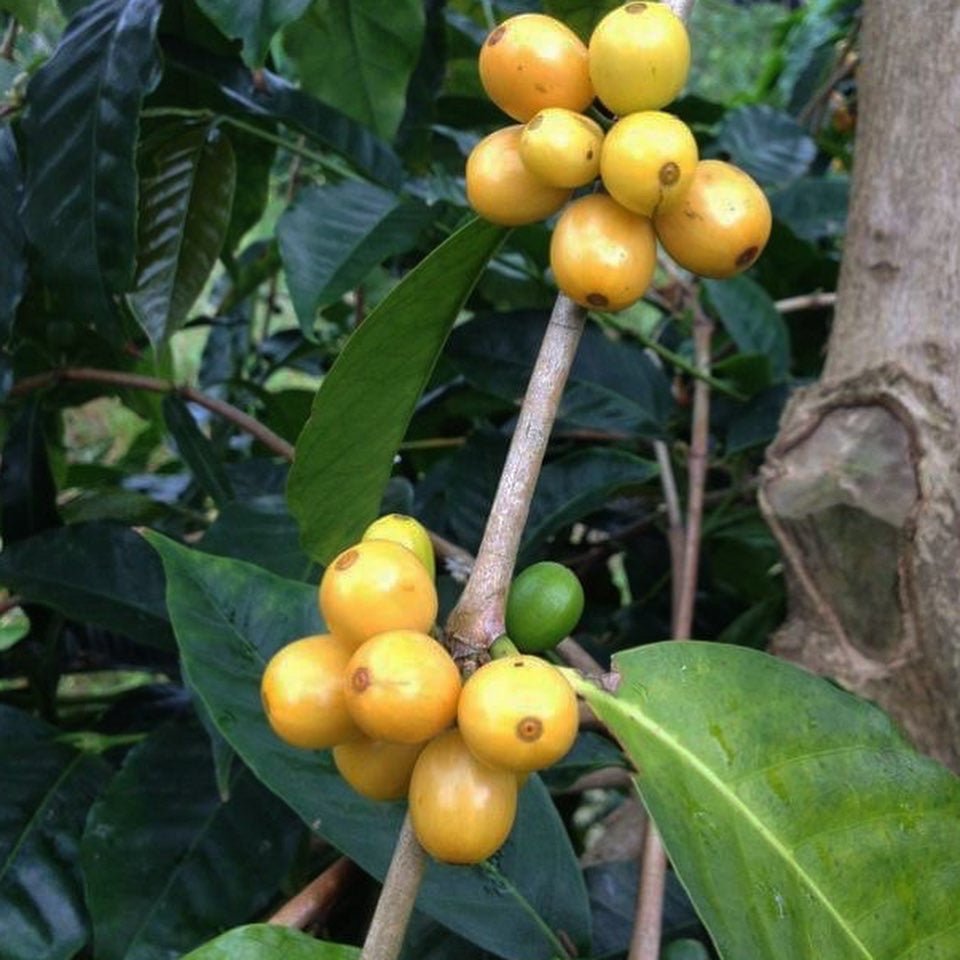 Vietnam Yellow Bourbon Anaerobic Honey