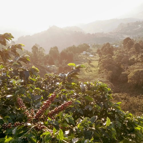 Colombia Los Patios Geisha Peach