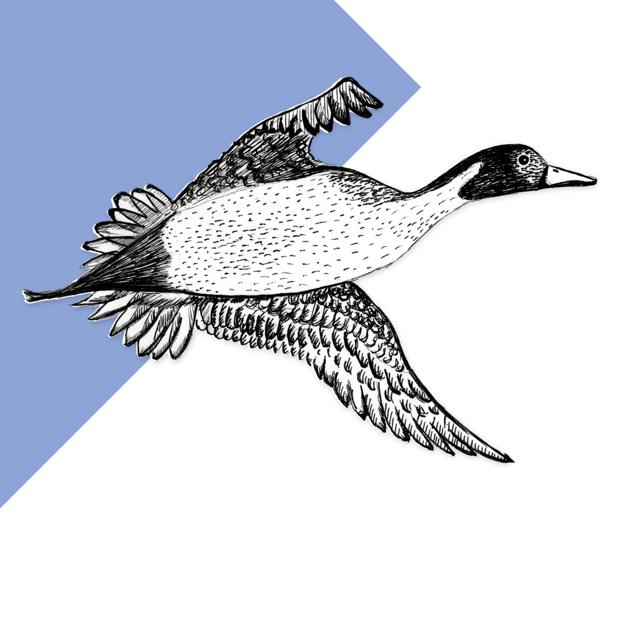 Pintail