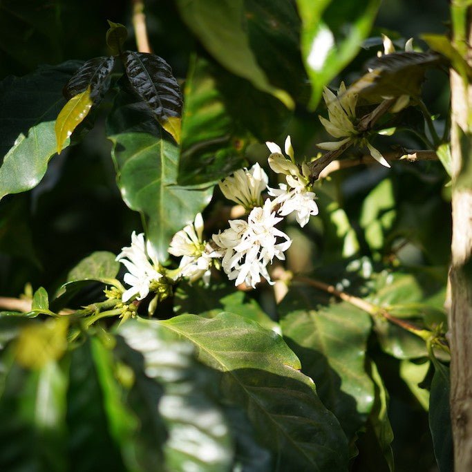 ’El Salvador Tres Pozos【Geisha】