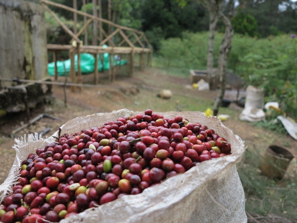 Timor Leste Lulirema Natural FILTER