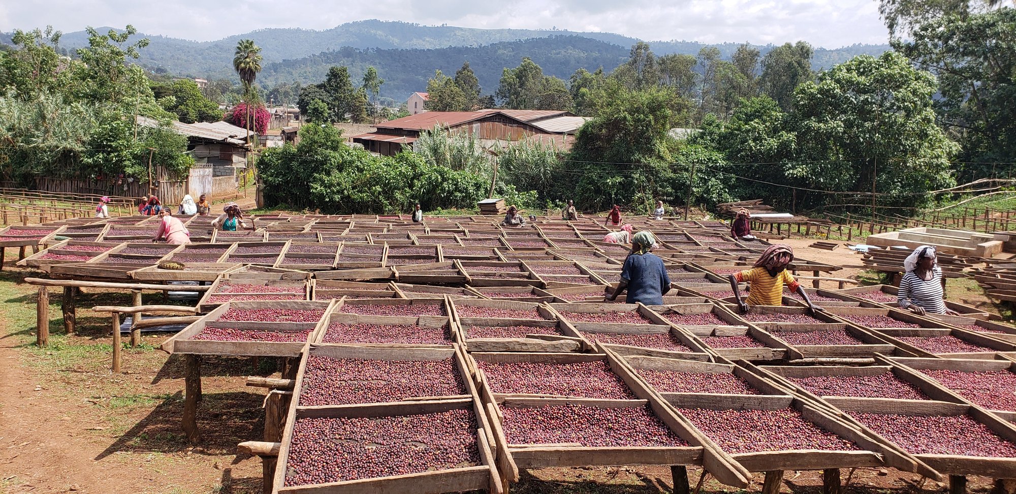 Ethiopia Banko Gotiti Natural FILTER