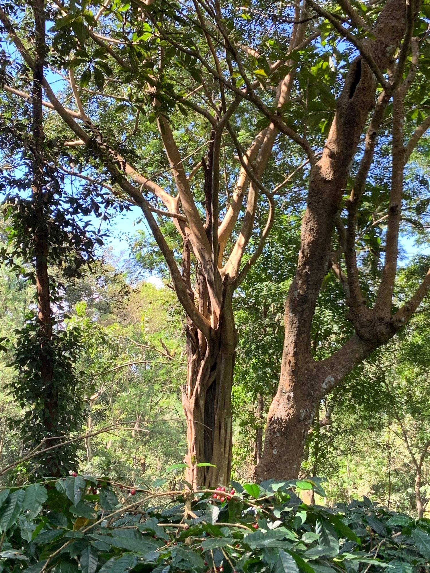 India Kerehaklu Robusta Washed