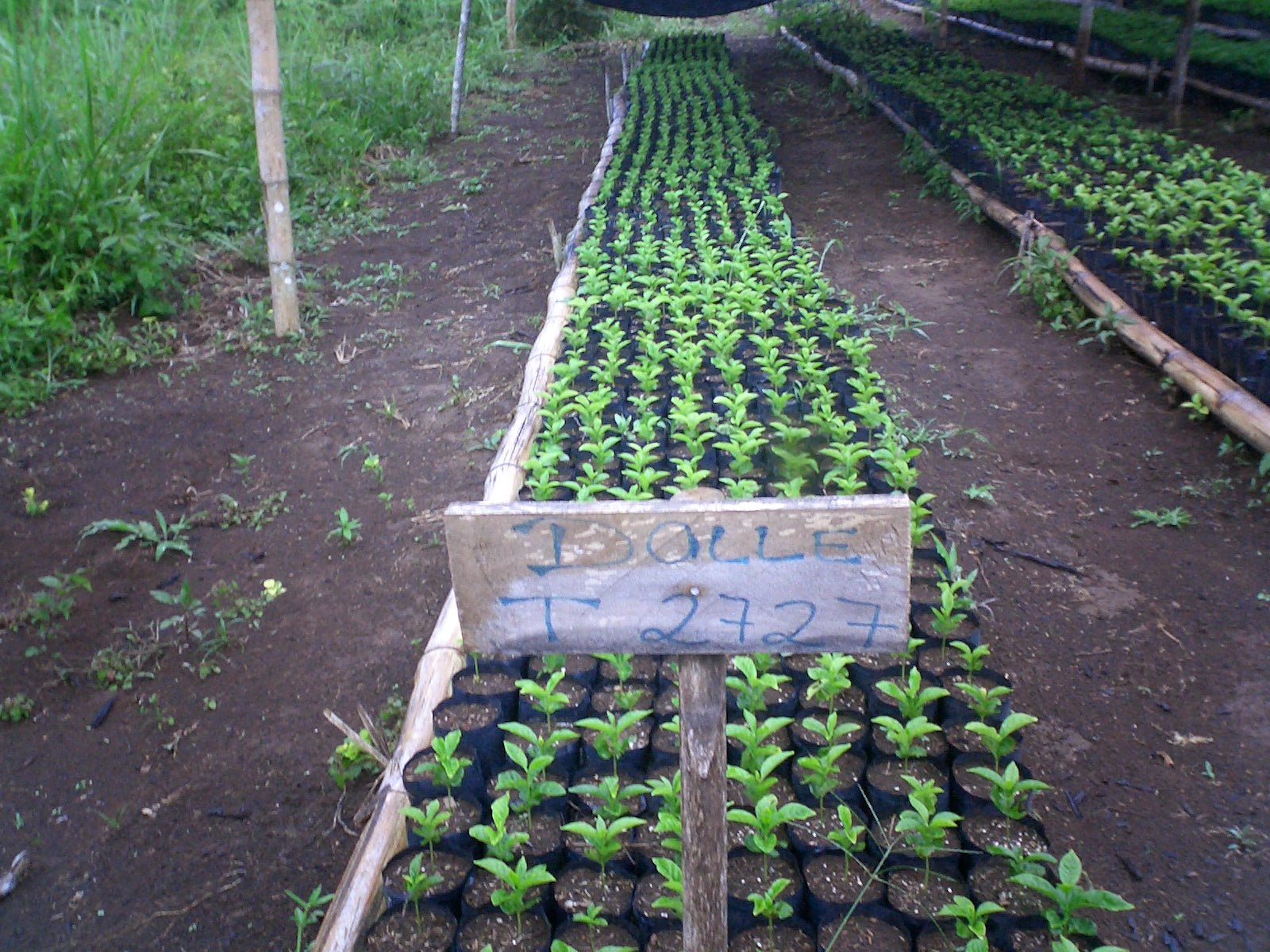 Coffea Diversa Yellow Dalle Honey