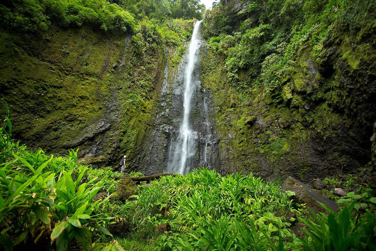 Costa Rica Aquiares Washed GREEN