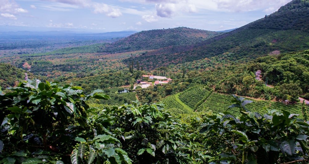 El Salvador Emilio Lopez Geisha Washed ESPRESSO