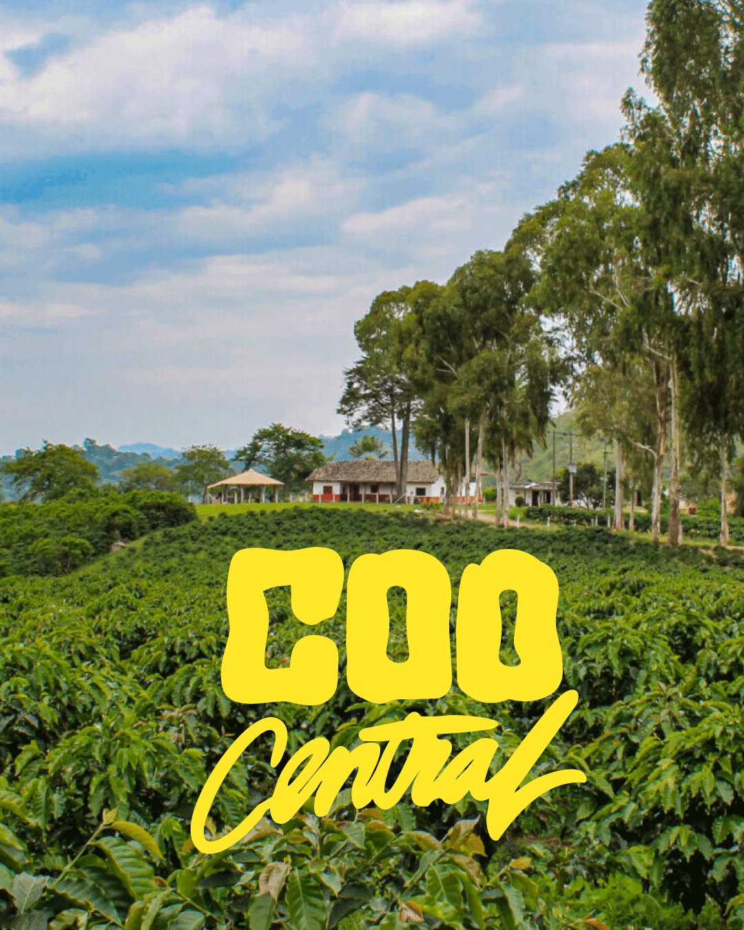Coocentral · Kolumbien · Caturra, Castillo, Colombia · Washed