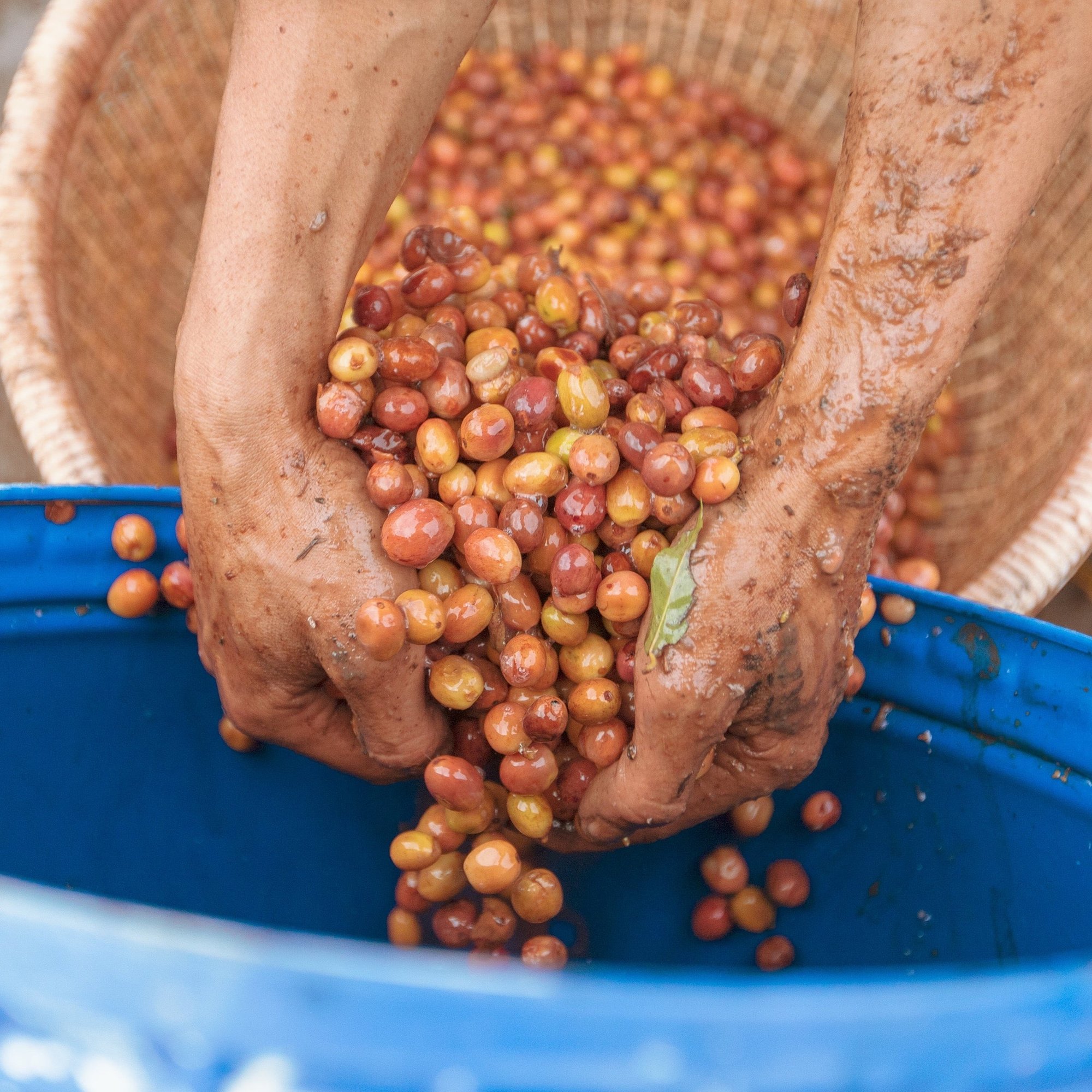 ’Indonesia Java Frinsa Estate