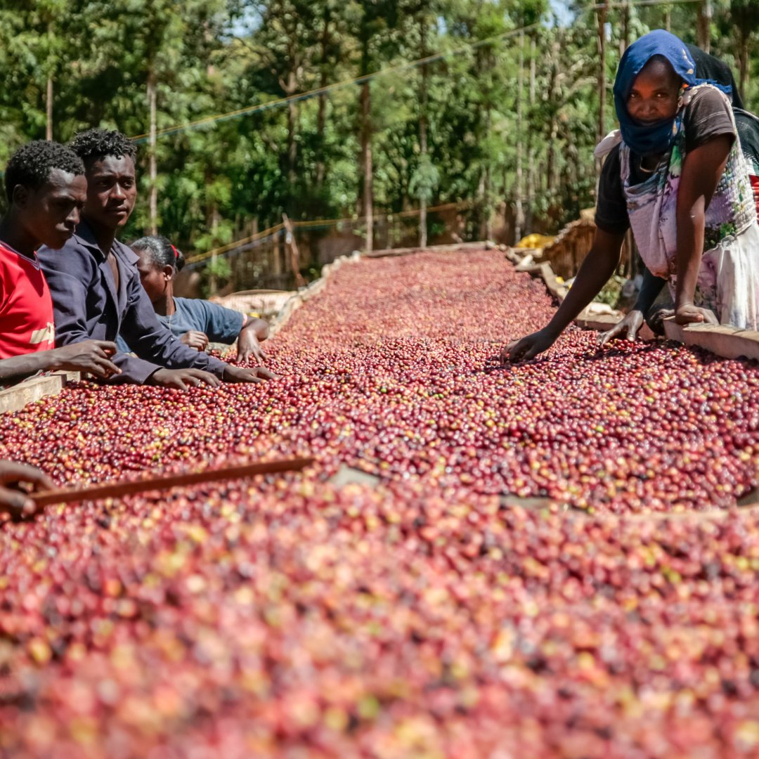 Ethiopia Sidamo Pichi Soffa Espresso