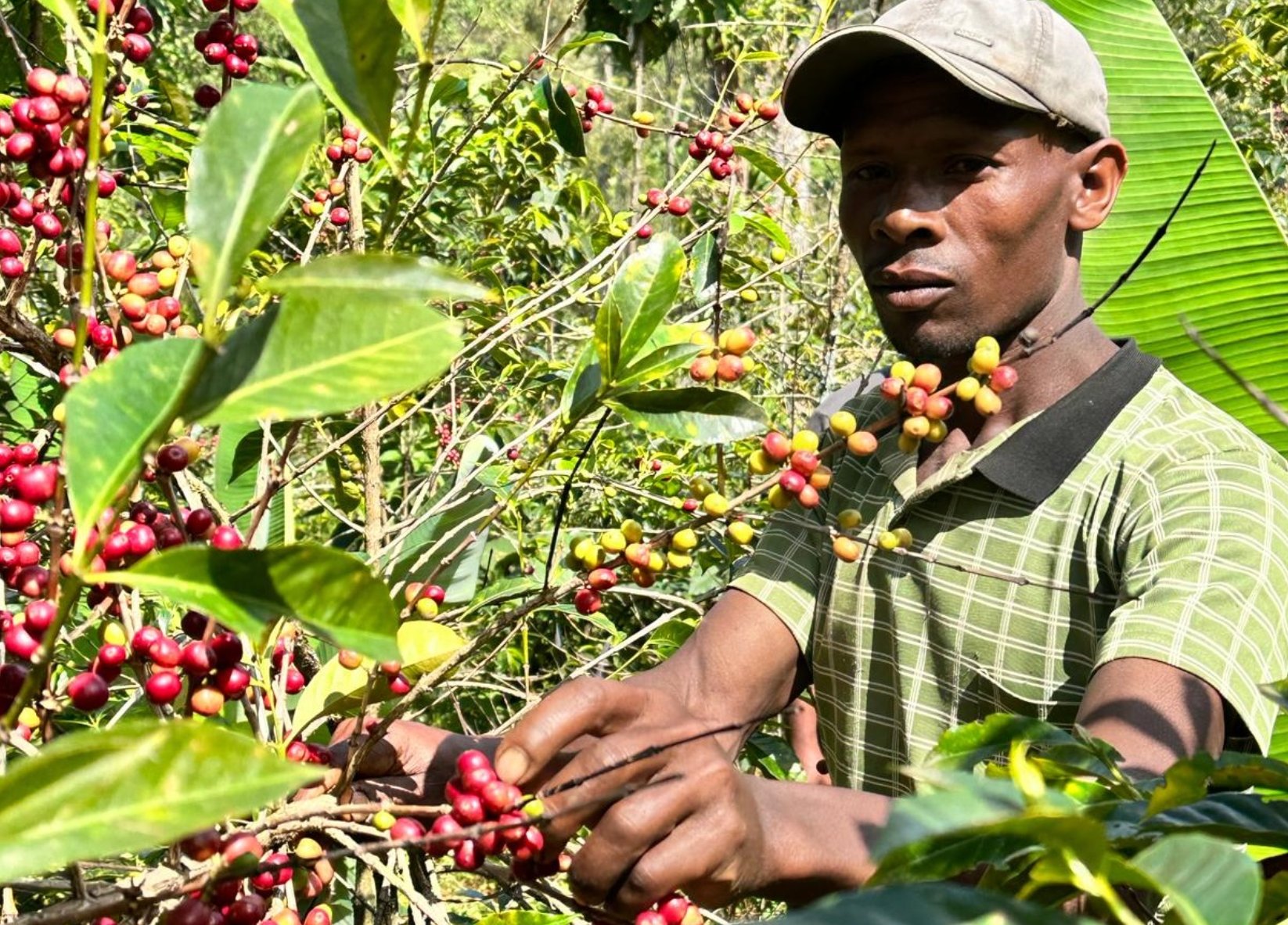 ’Ethiopia Wush Wush Washed